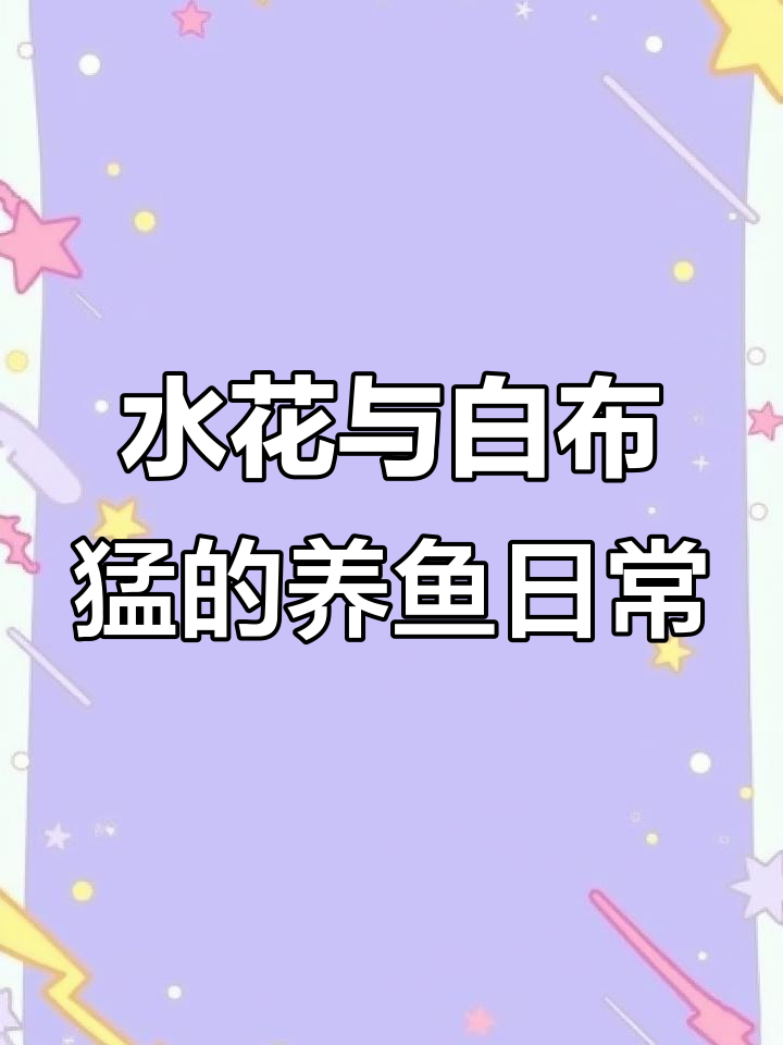 小水花到货,白布蒙喂草巾,鳄雀鳝吃小鱼苗
