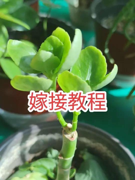 详细介绍玉树嫁接长寿花的教程来了