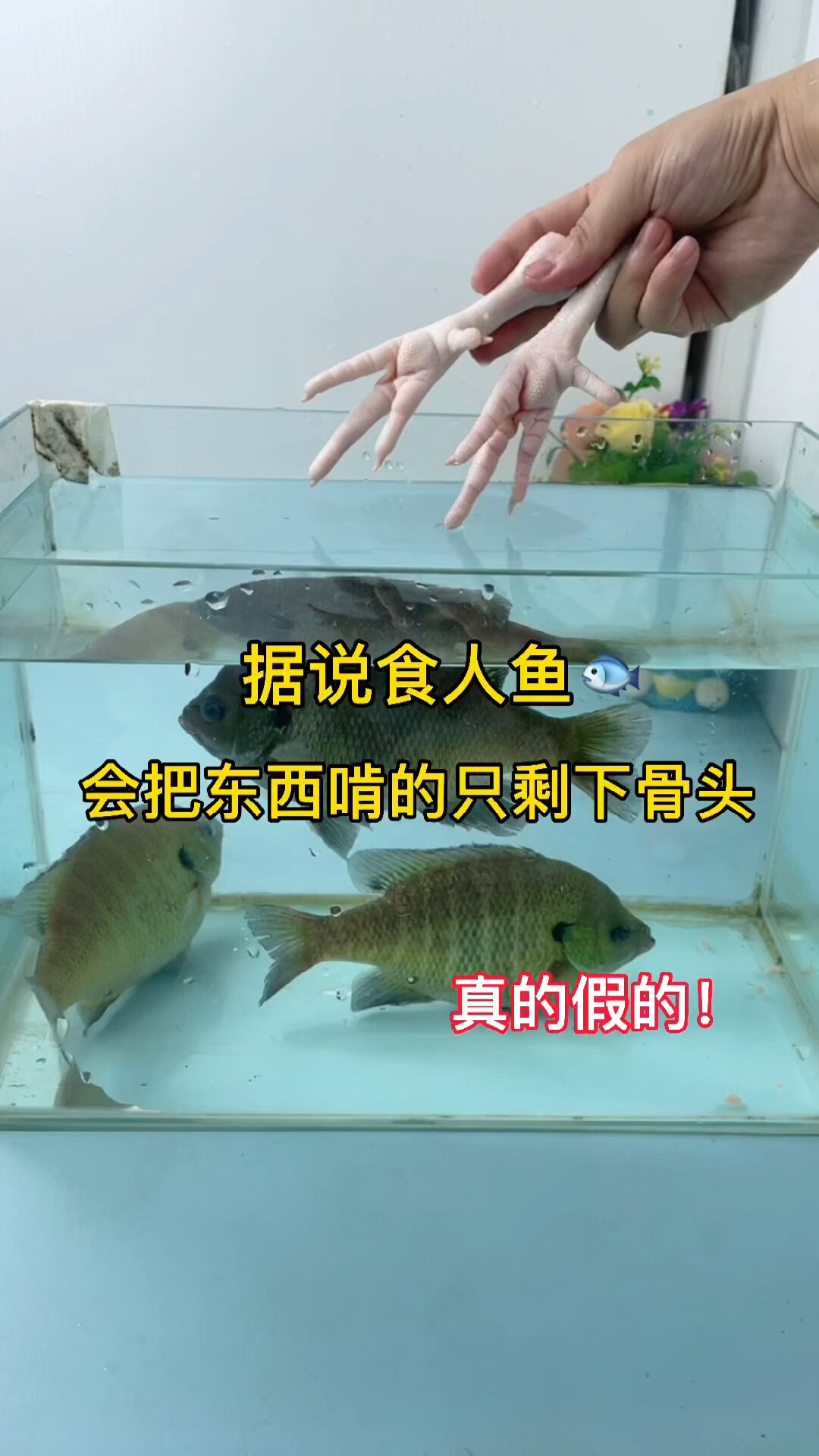 据说食人鱼能把东西啃光