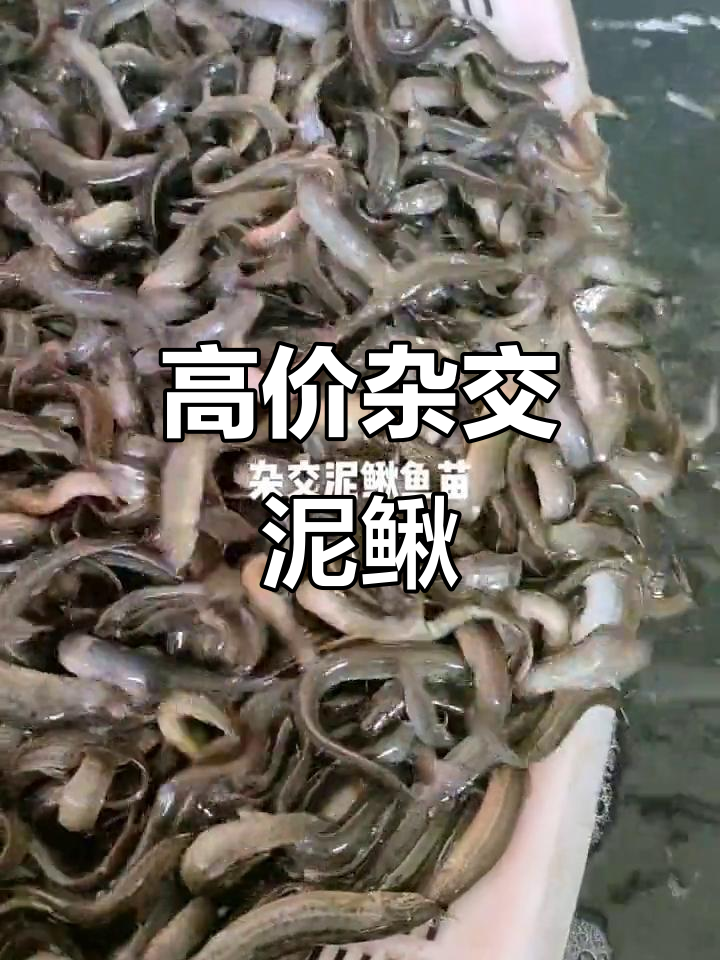 杂交泥鳅鱼苗：优质高产，抗病力强