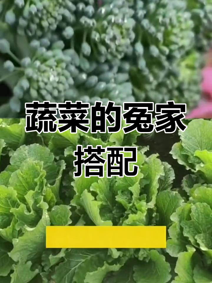 蔬菜种植有禁忌,这些组合不宜靠近