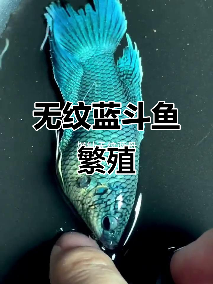 斗鱼繁殖实录：无纹蓝普叉的魅力展现