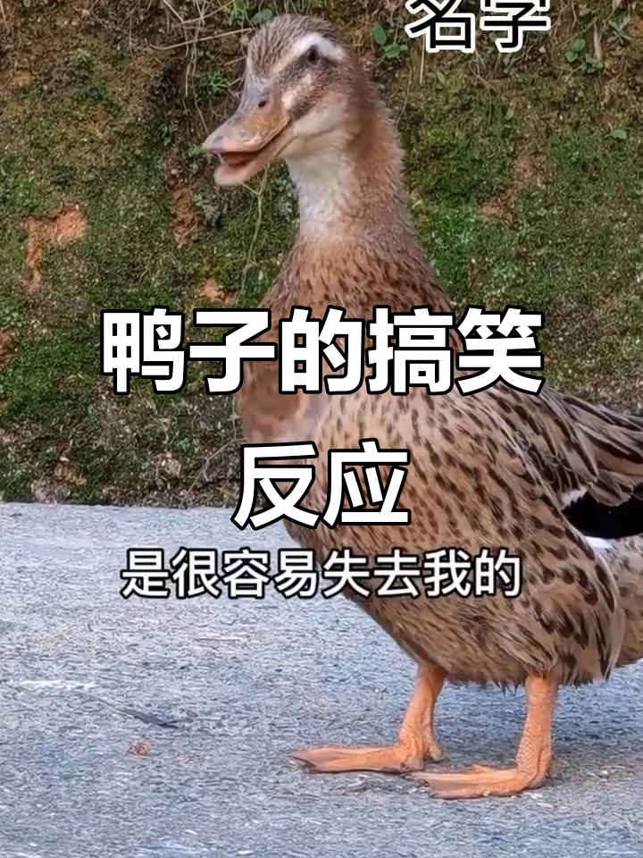 鸭子成精,表情超到位!