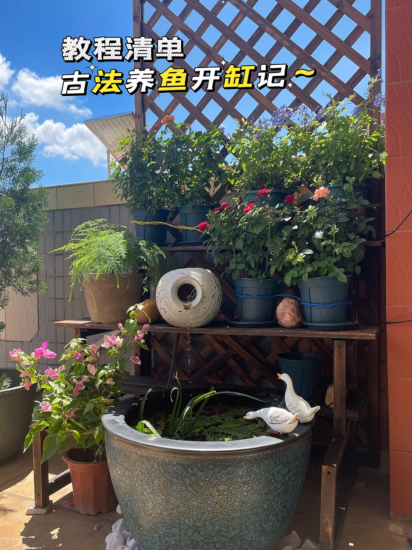 古法养鱼|开缸造景教程完整版来啦