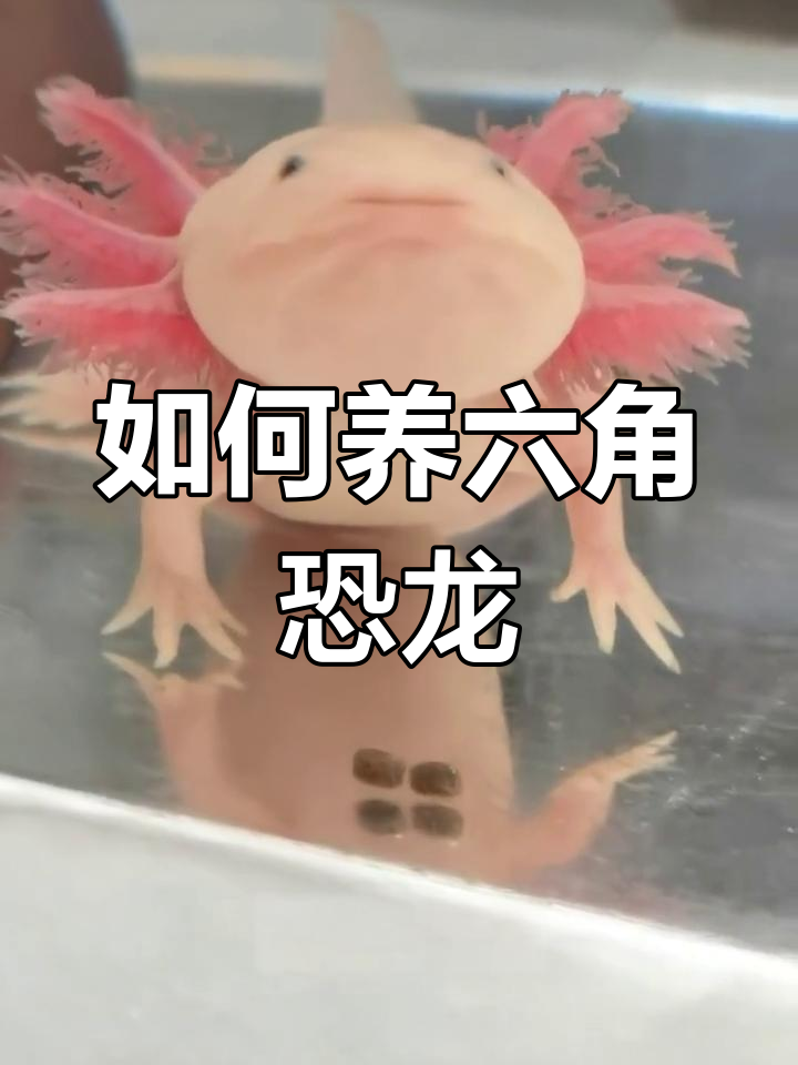 六角恐龙鱼饲养全攻略,新手必看!