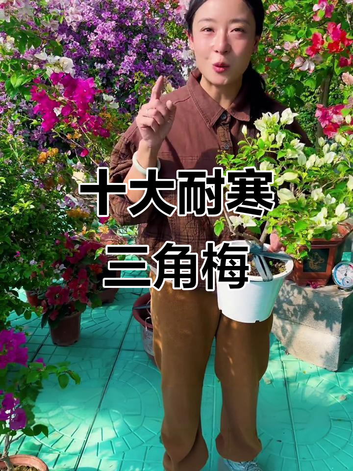 北方花友必看!十种耐寒三角梅品种推荐