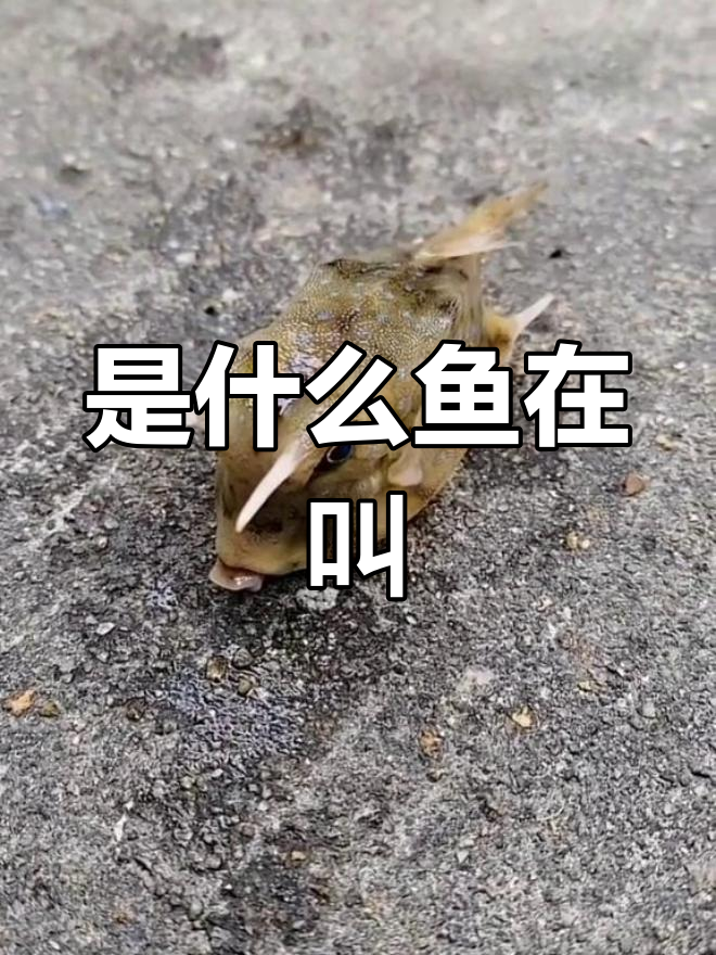 海底嘟嘟嘴鱼揭秘