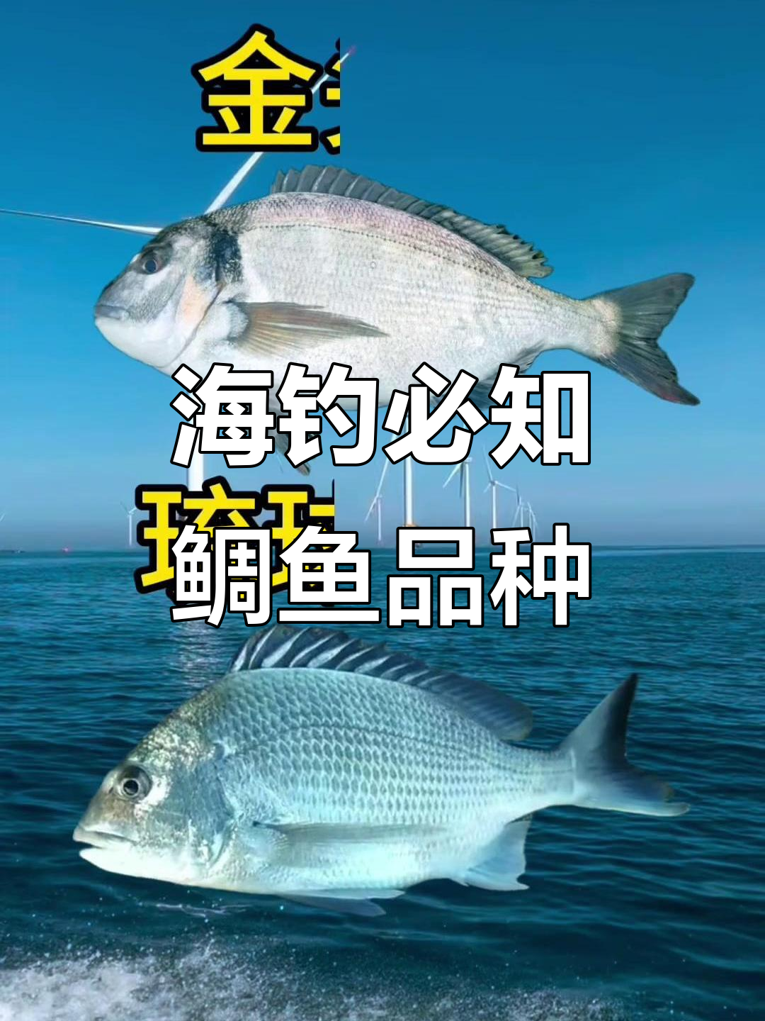 常见鲷鱼品种大揭秘,海钓人必备知识