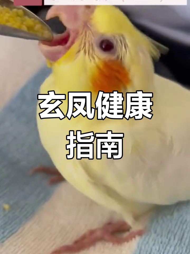 玄凤鹦鹉常见病,拉稀感冒如何应对?新手必看!