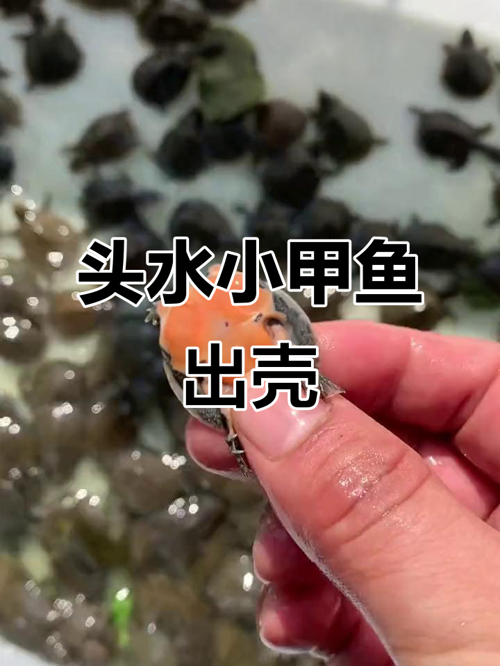 小甲鱼幼仔出壳,腾红底板五到六克苗种抓捕现场