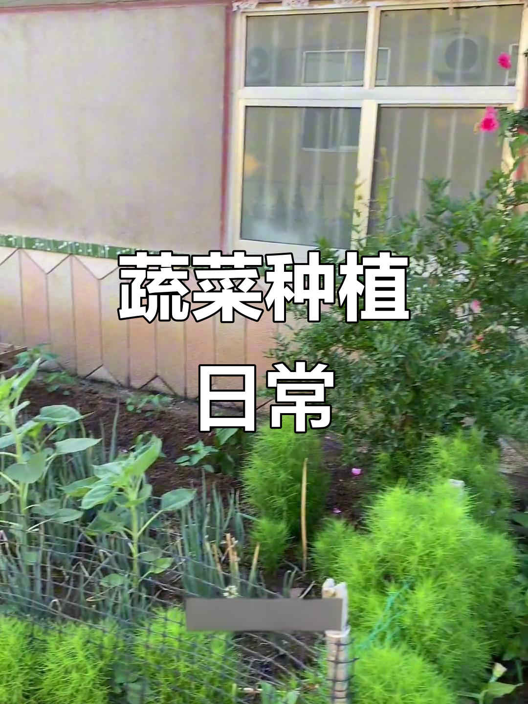 叶菜生长慢,种类多但每样都不多,日子还得慢慢过