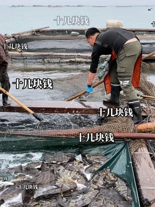 如果十几块钱就能吃上广东湛江的石斑鱼,那你还吃什么淡水鱼!