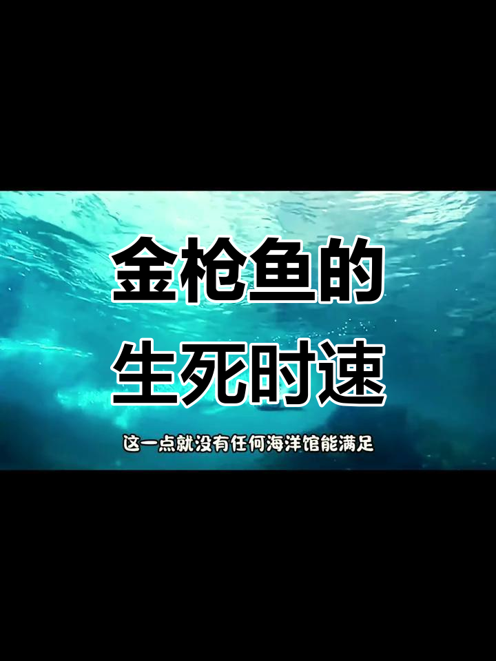 黄鳍金枪鱼:从深海到生存模式,如何称霸海洋馆不敢养的鱼类