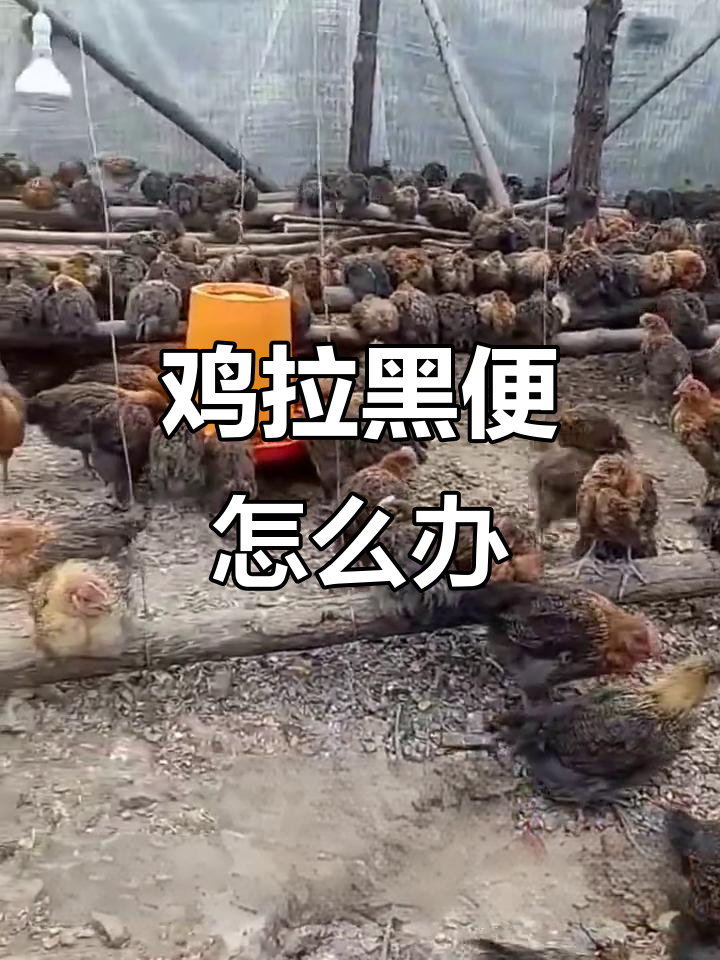 鸡拉黑色稀屎是坏死性肠炎，如何治疗？