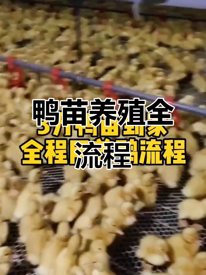 三万鸭苗养殖全流程,免费分享给有需要的朋友!
