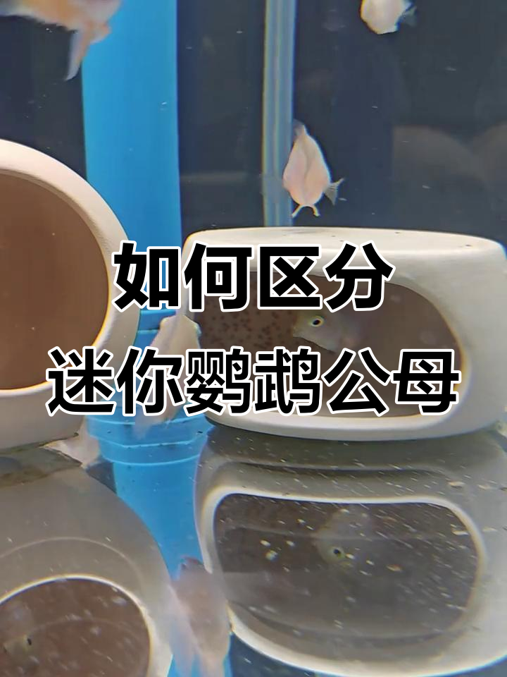 迷你鹦鹉公母分辨技巧,轻松掌握繁殖要点
