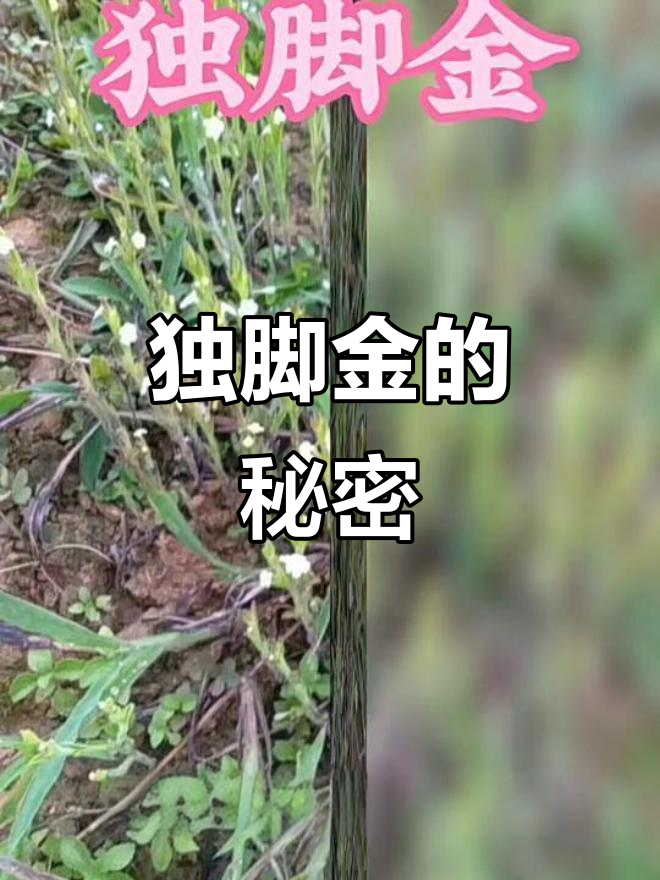 独脚金:生长于山地的小草本,寄生植物中的“毒角”