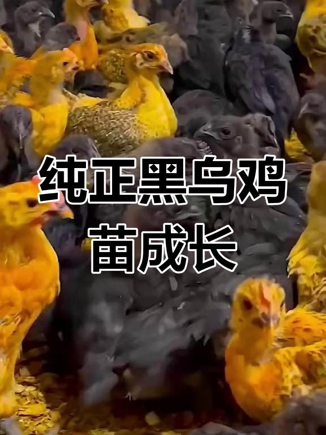 正宗非洲快达黑乌鸡苗,五冠育苗已成