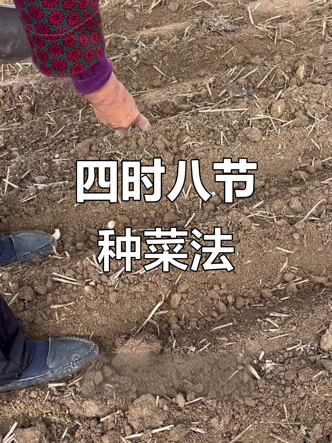 一年四季种菜全攻略，立春到寒露的蔬菜种植秘诀