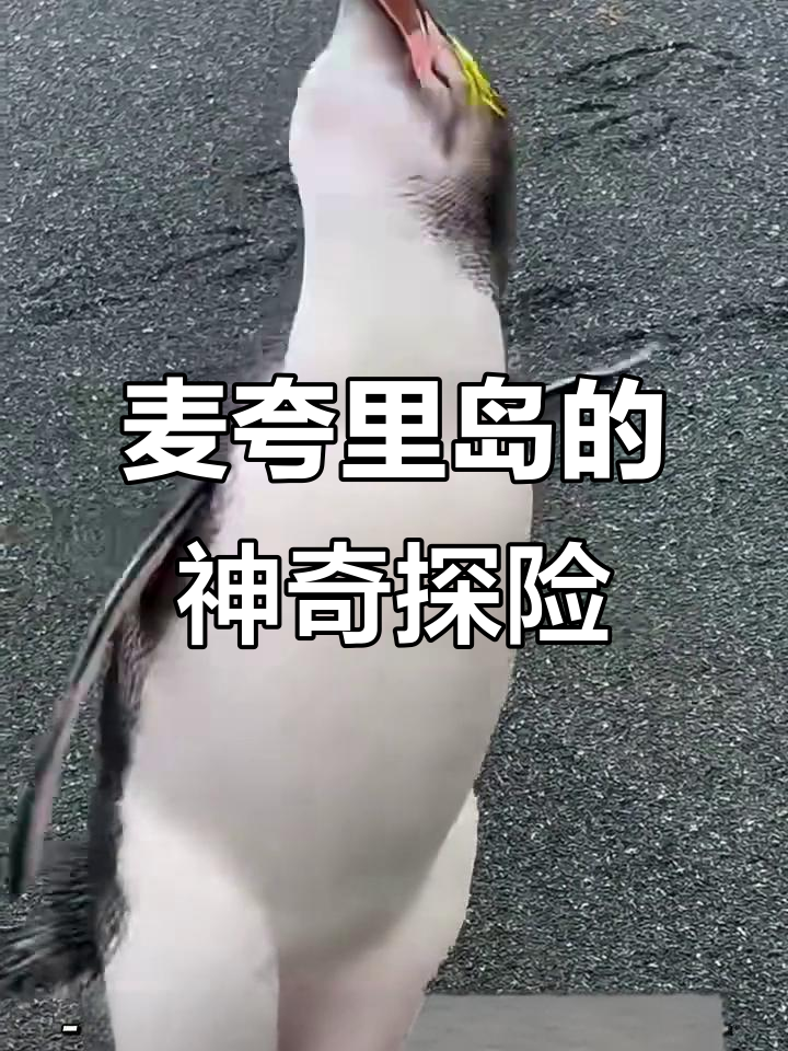 探秘麦夸里岛:野生动物的天堂与神秘城堡