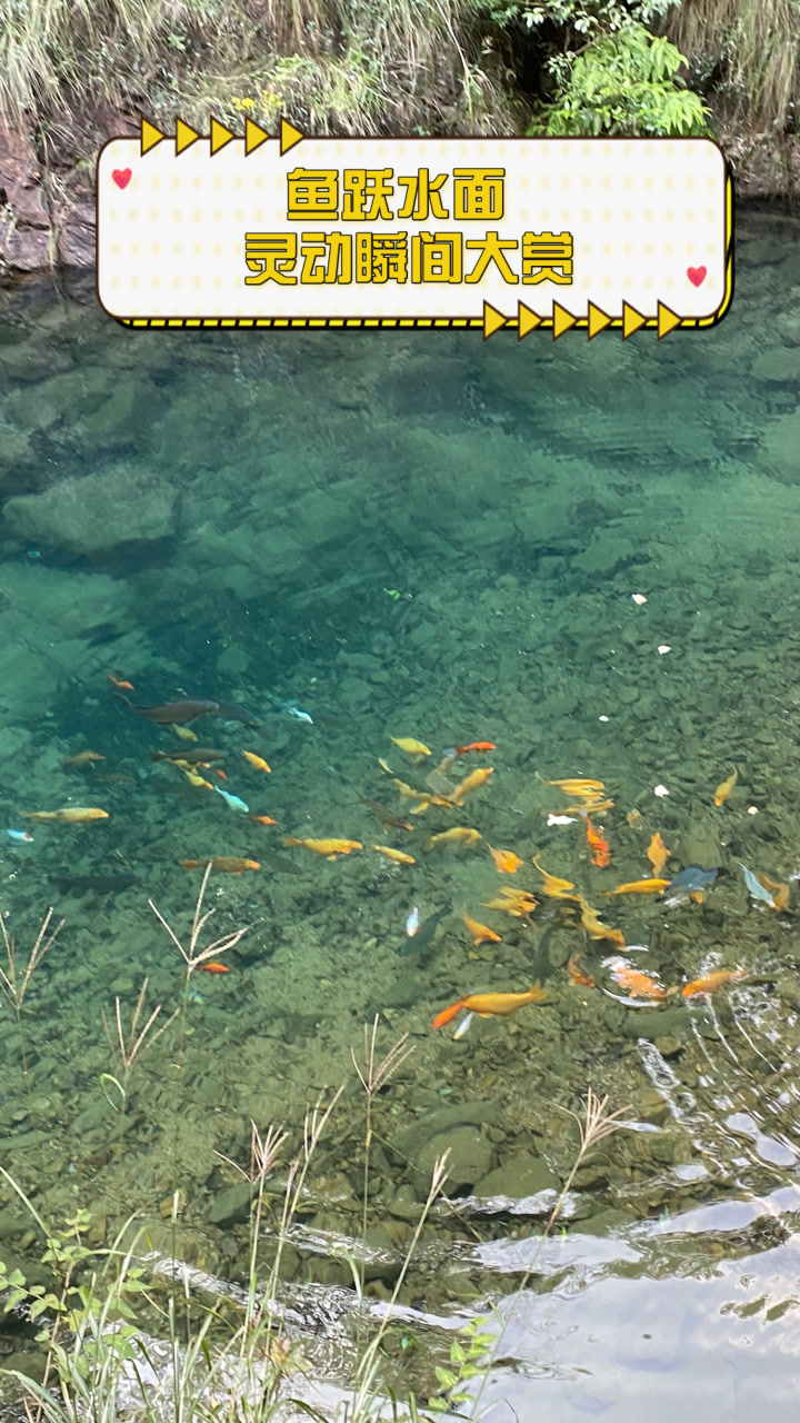 鱼跃水面,灵动瞬间大赏