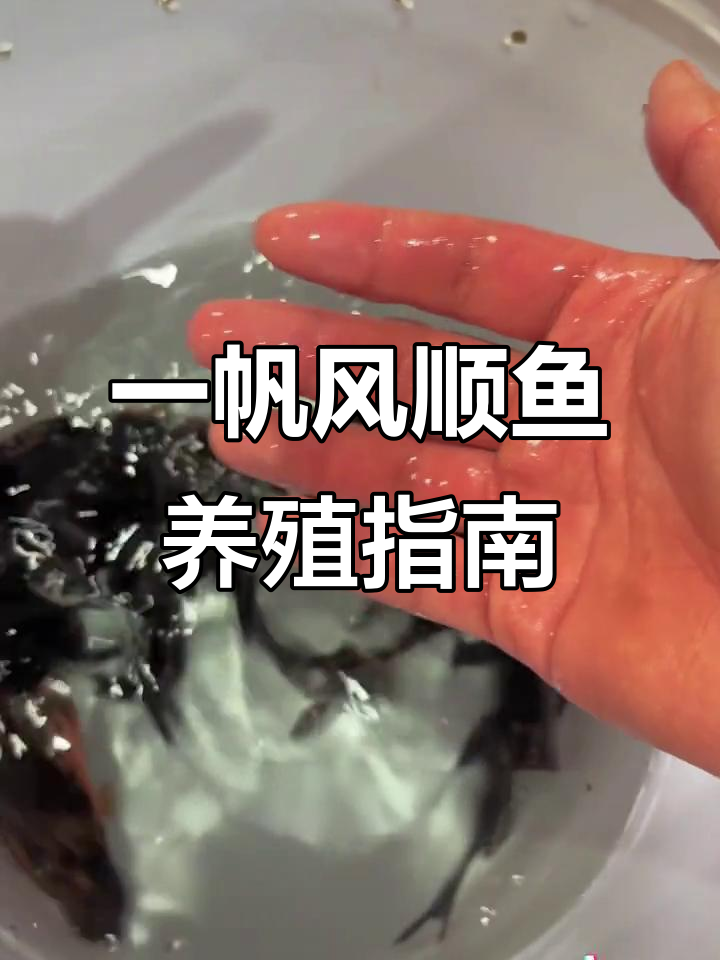 青苔清洁鱼,超耐养!一帆风顺鱼的养护技巧