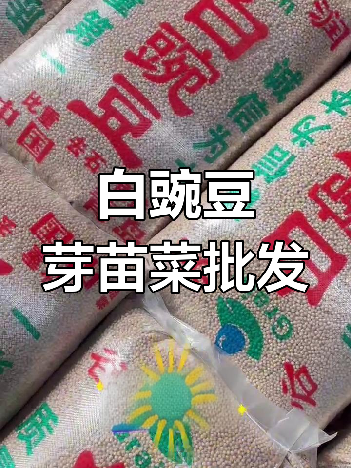 白豌豆芽苗菜批发,水培种植更简单