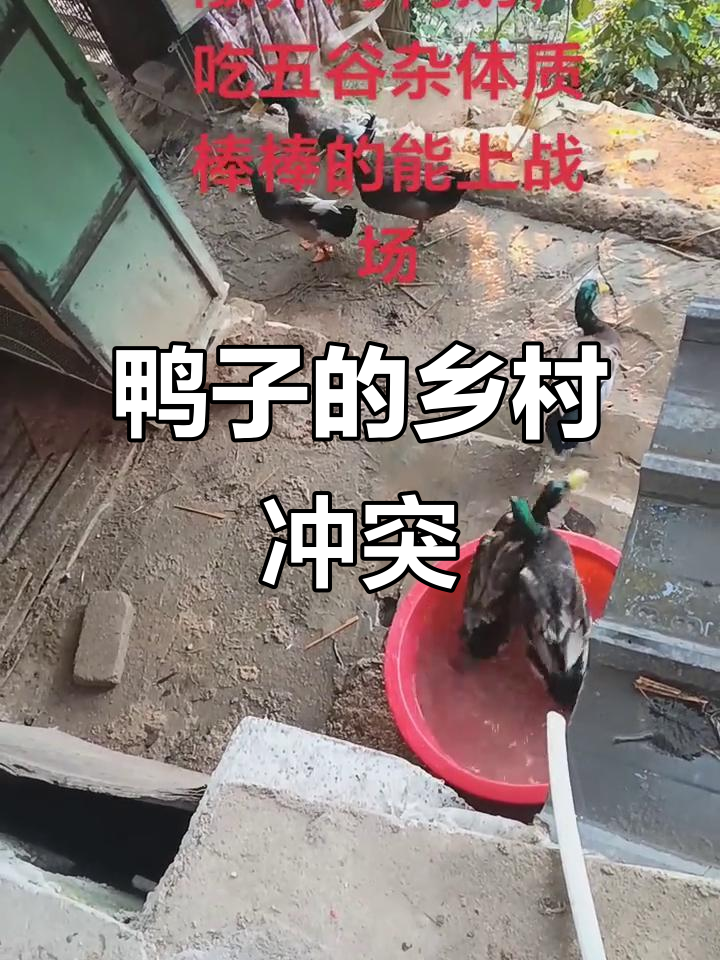 农村鸭子内战,搞笑又真实!