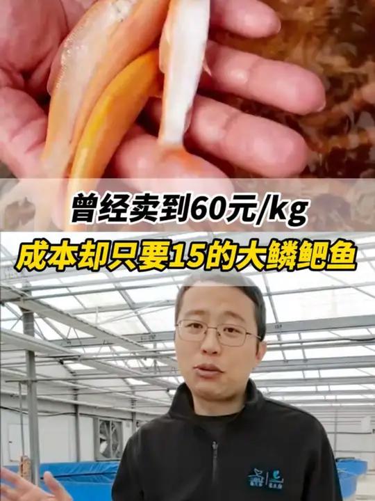 曾经卖到60元/kg,成本却只要15的大鳞鲃鱼