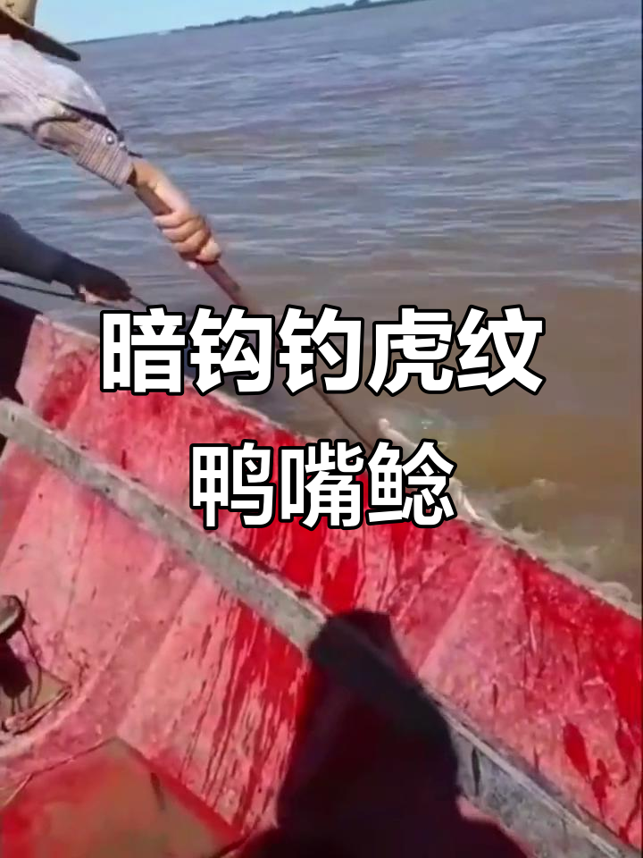 排线暗钩捕捉虎纹鸭嘴鲶，花斑鲶鱼惊现水面