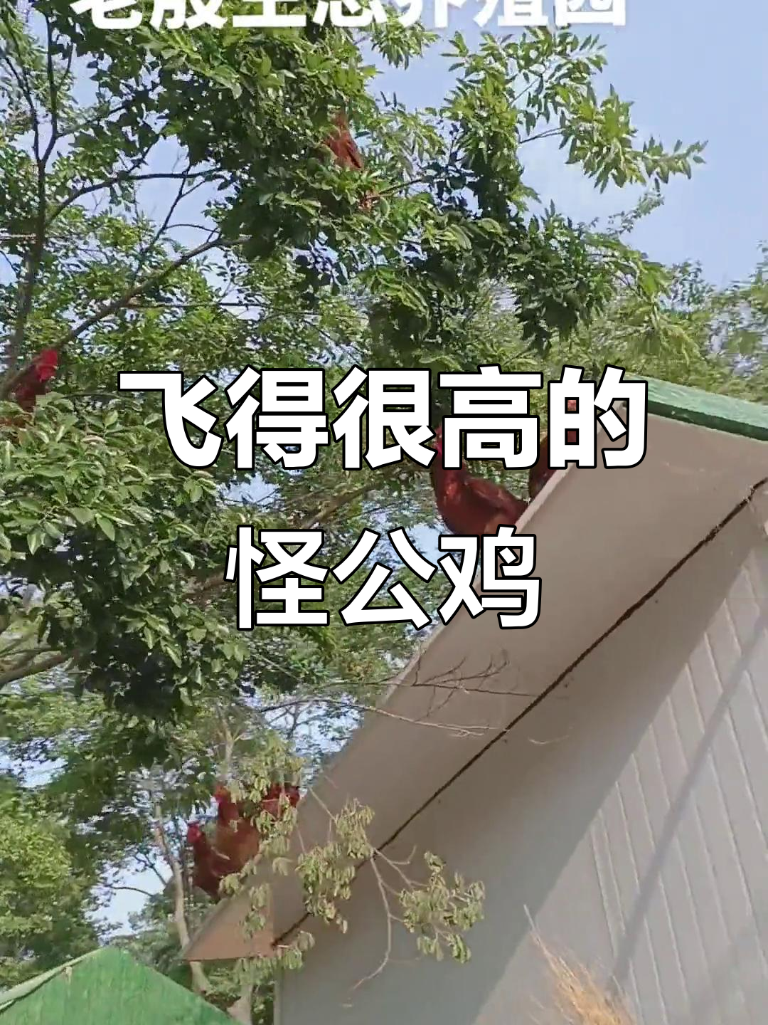 这只大公鸡飞得比房顶还高,吵闹不停!