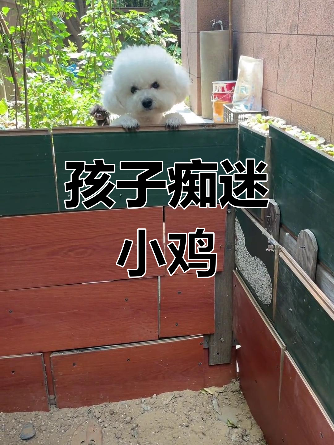 这孩子对小鸡爱不释手,直播一结束就飞奔去看