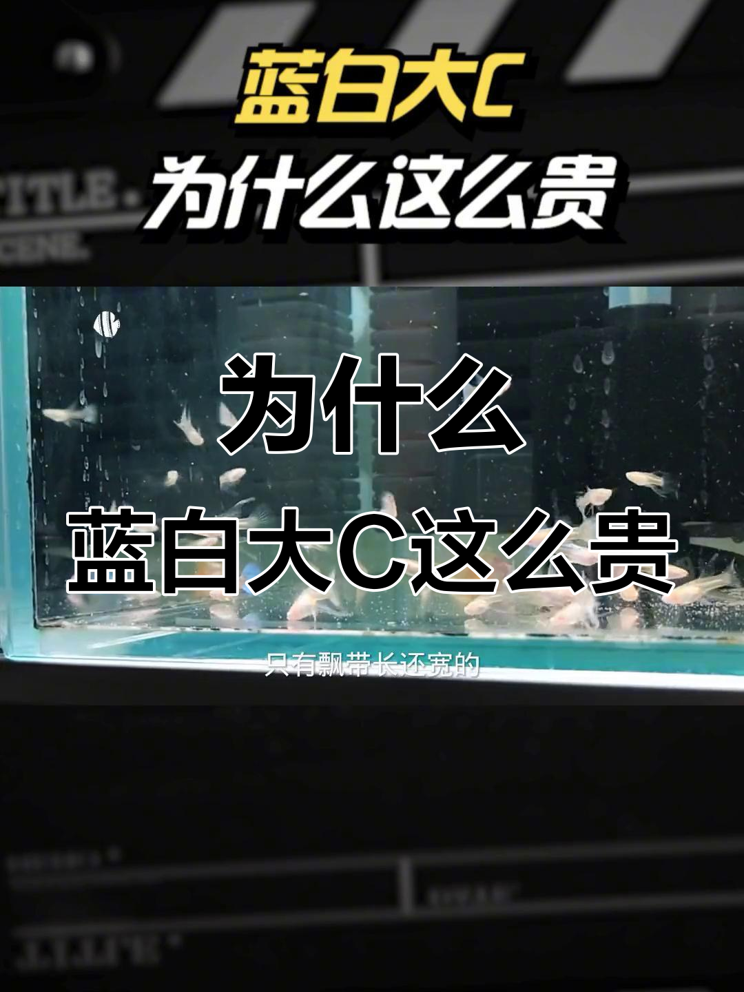 蓝白大C孔雀鱼为何如此昂贵?揭秘挑选过程与养殖难度