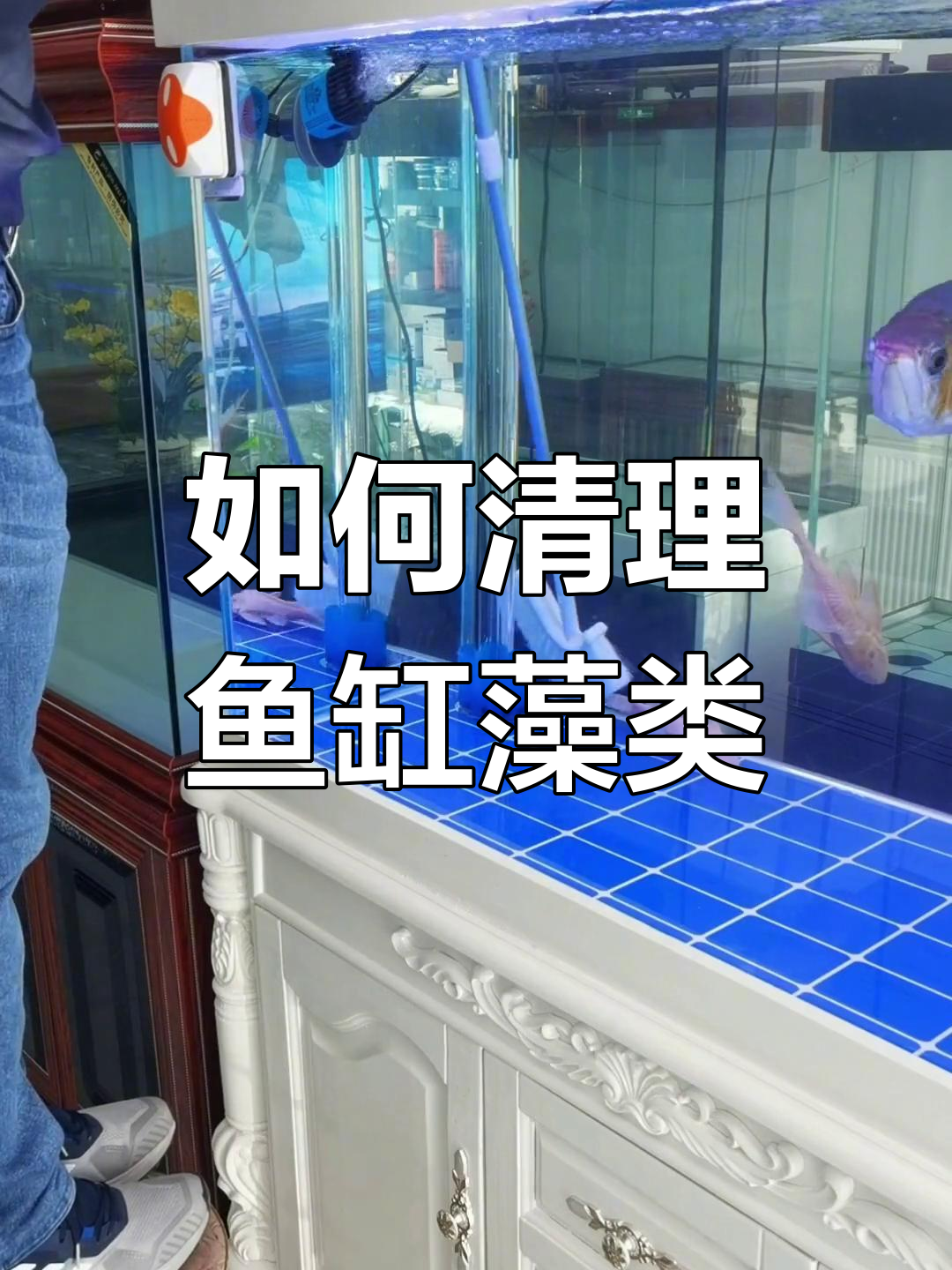 鱼缸清洁小技巧:去除绿藻和褐藻