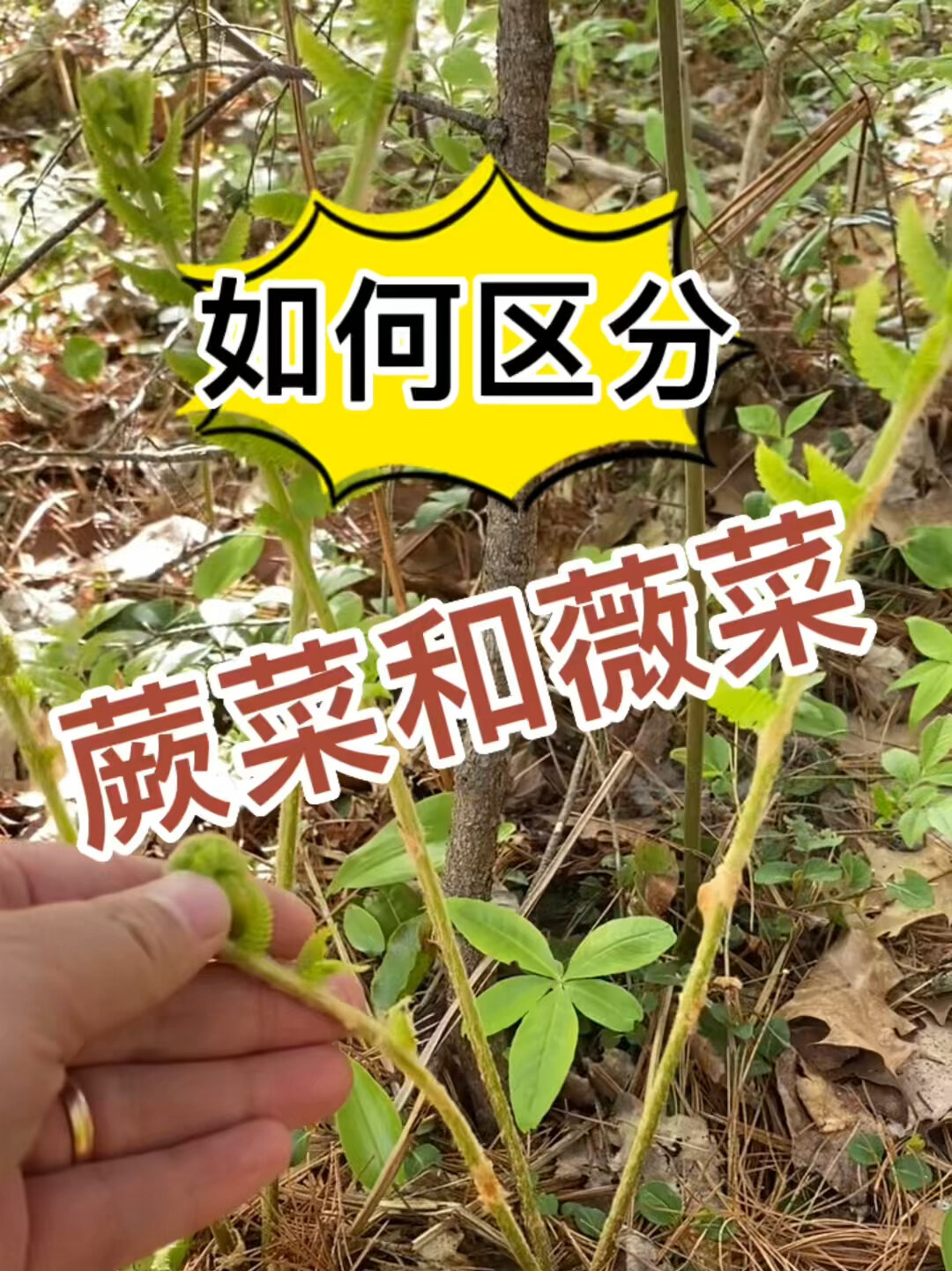 如何区分蕨菜和薇菜