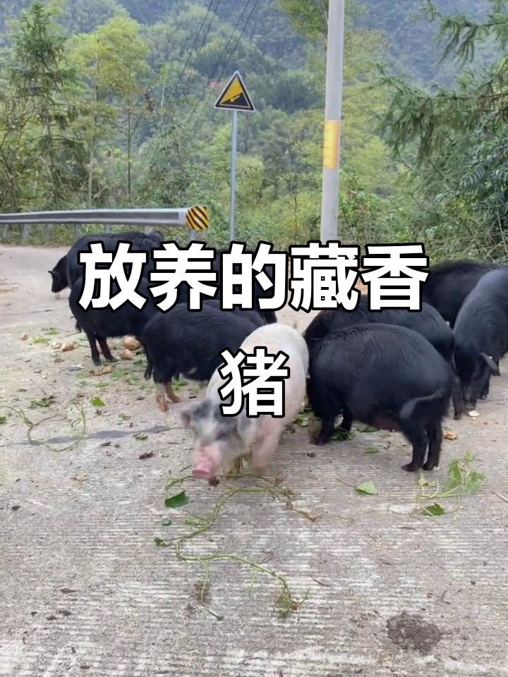 藏香猪为何能称皇家贡肉?放养土黑猪肉质更佳