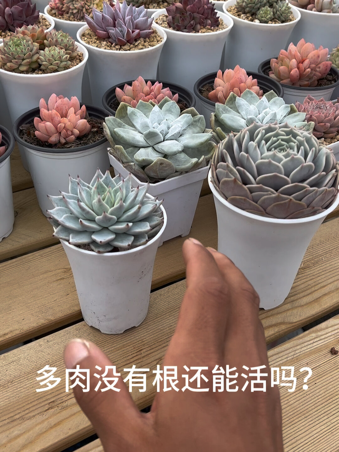 多肉没根还能活吗