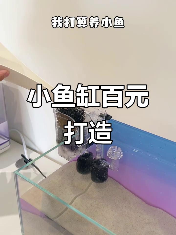 100元搞定小鱼缸,轻松体验养鱼乐趣