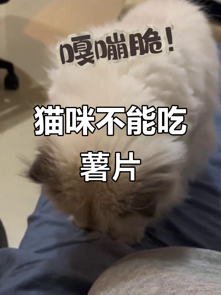小猫咪误吃薯片,结果超搞笑!