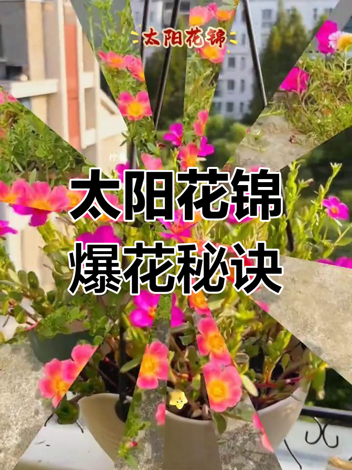 阳台小盆栽,太阳花锦爆花不断,剪枝就能轻松繁殖