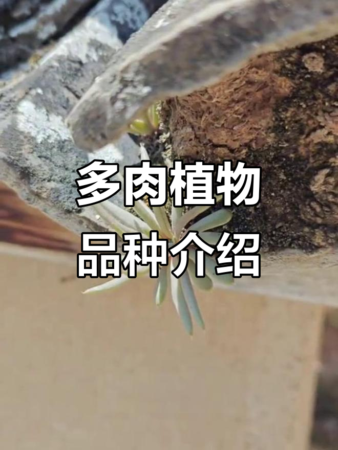 12种多肉植物大揭秘，看看你最喜欢哪一款？