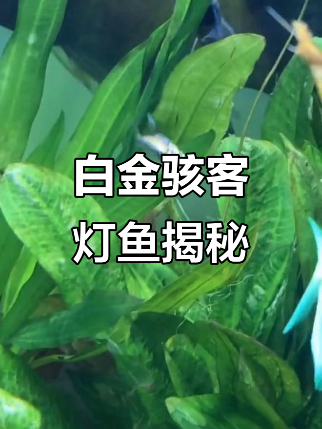 白金变异灯鱼:基因突变与细菌感染的奇妙结合