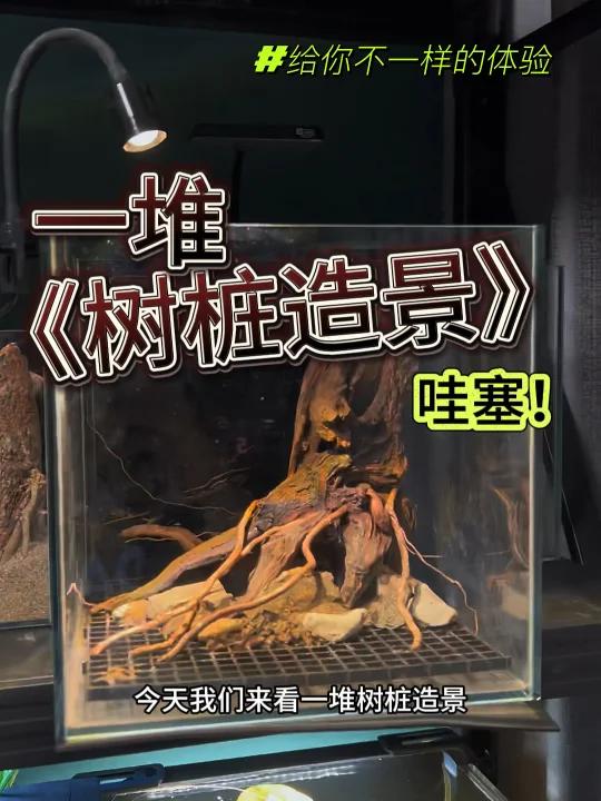 给你不一样的体验“树桩造景”分享