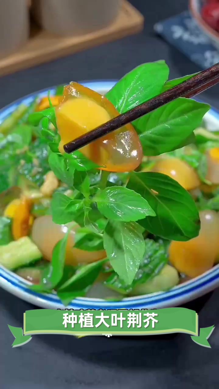 种植大叶荆芥