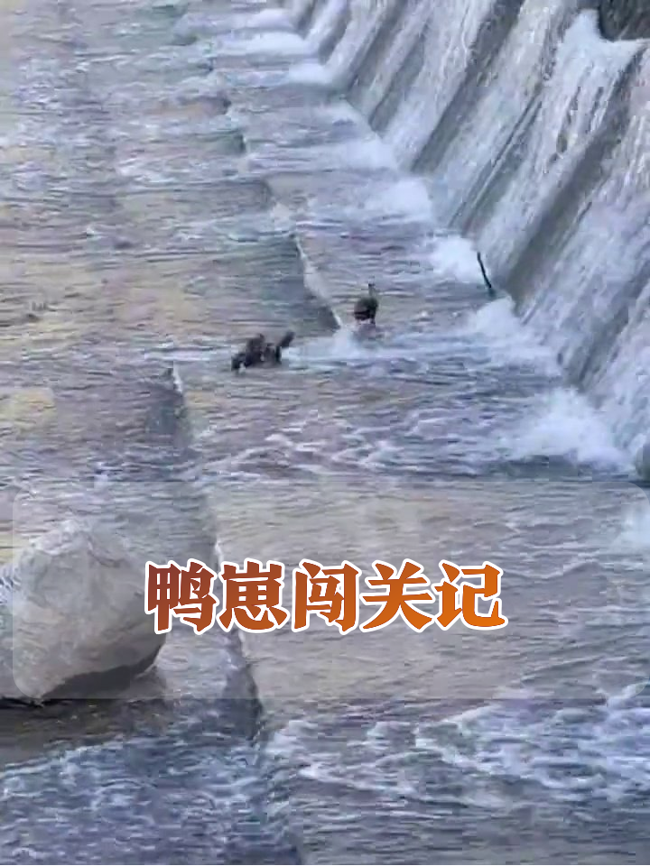 鸭妈妈带娃过“激流”,小鸭子:这水比我作业还难!