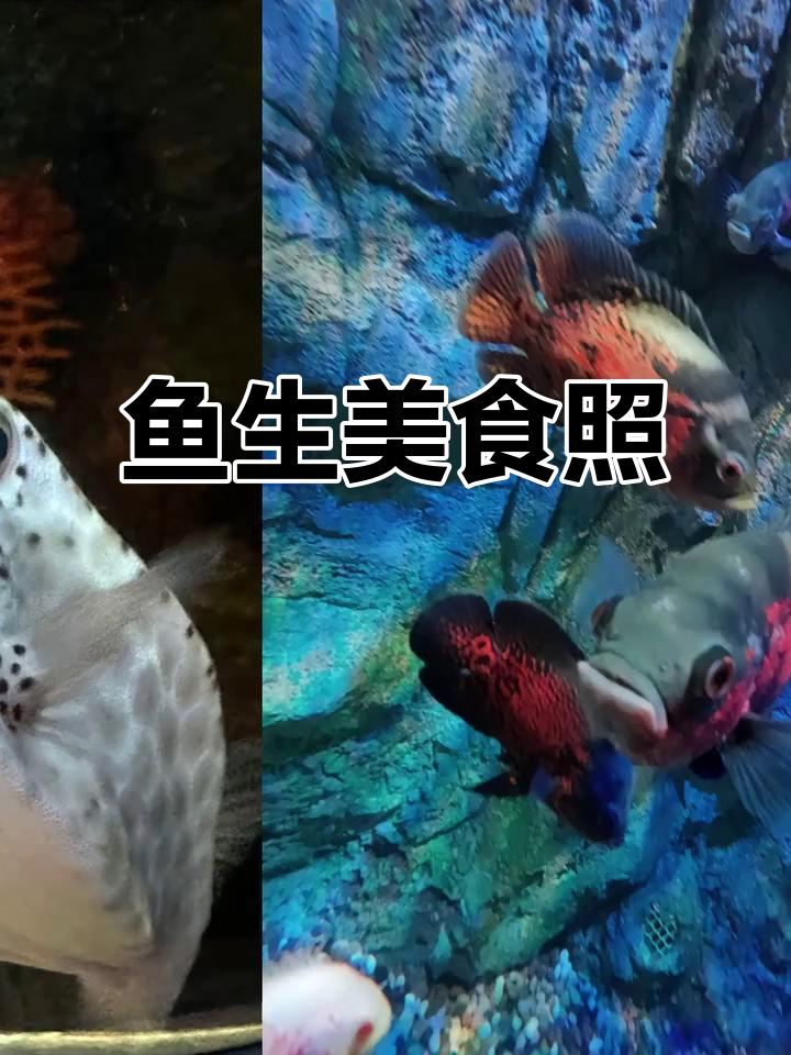 鱼生鲜美照片,看一眼就爱上