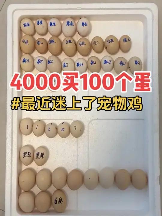 最近沉迷上了孵化 宠物鸡种蛋实在是太贵了！矮脚鸡赛拉玛孵小鸡
