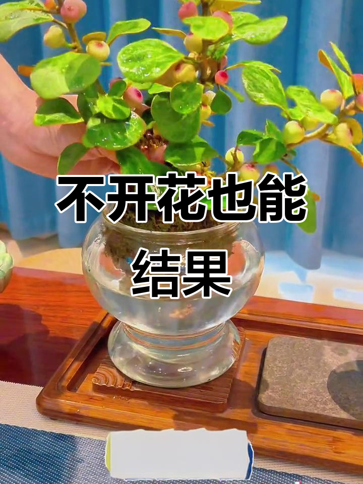 菩提树:不挑环境,果子成熟散发香气