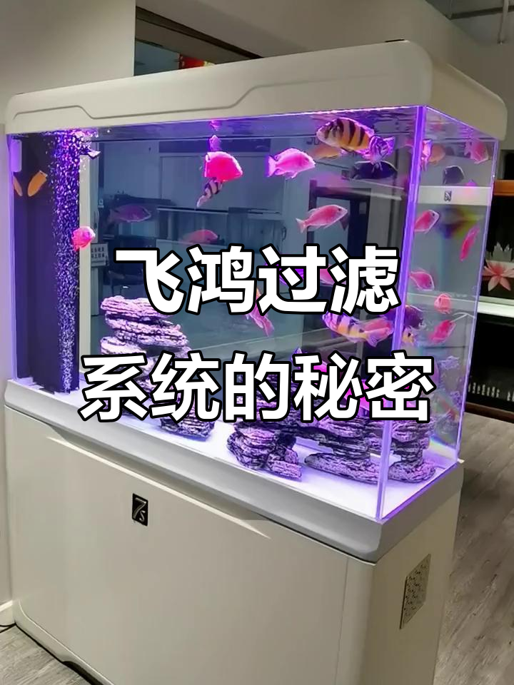 飞鸿过滤系统揭秘:鱼便分离器的重要性