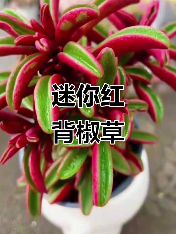 红背椒草:小巧可爱的多肉植物,夏季养护全攻略